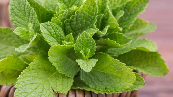 薄荷类食物是否有减肥的功效