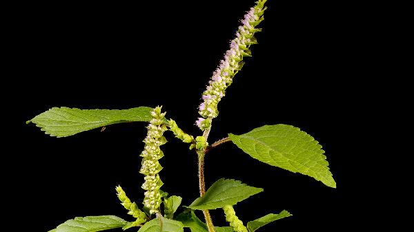 10mm肺结节中医调理