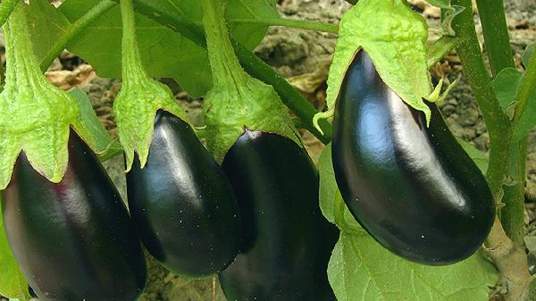 吃“蒸茄子”就可以“降血脂”吗？医生说出了实话