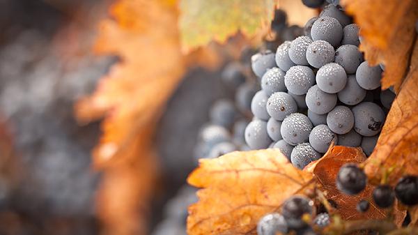 硫酸氨基葡萄糖钾胶囊是治疗什么的