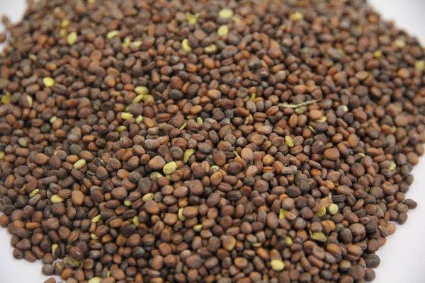 丙磺舒片是中药还是西药