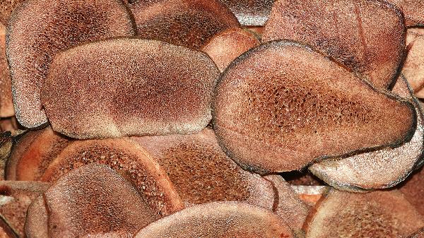 参桂鹿茸丸主治什么疾病