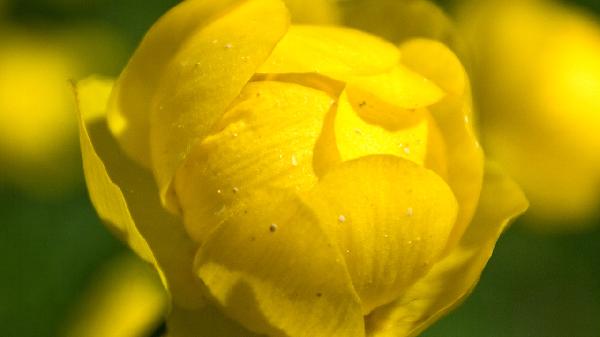 金莲花分散片治什么病