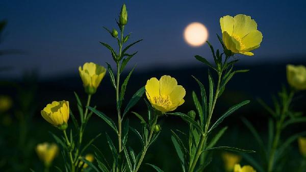 月见草油胶丸主要治什么病