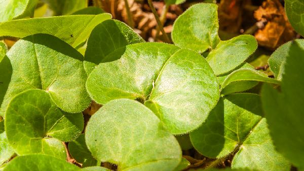 灯盏细辛胶囊作用与功效