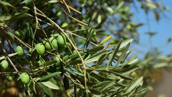 复方青橄榄利咽含片作用有哪些