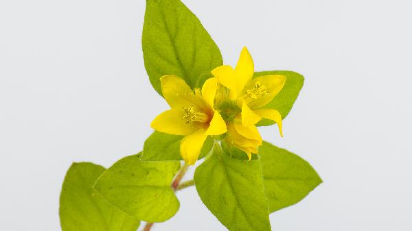 复方金钱草颗粒可以治疗什么病