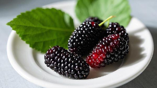 一粒桑葚3味药？揭秘桑葚3个特点、3大药用功效，这些人别乱吃