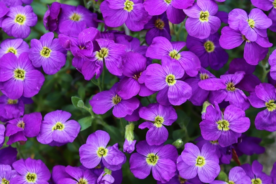 春风一吹就过敏？教你正确应对春季皮肤敏感