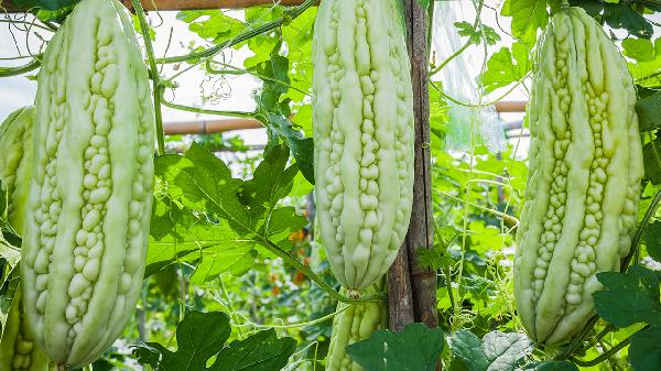 吃生苦瓜可以减肥吗