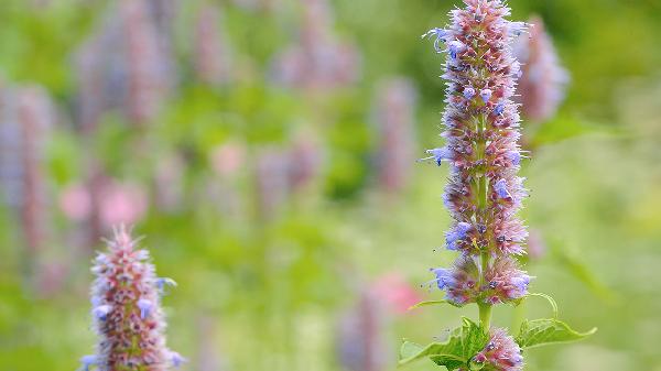 夏枯草的功效和作用是什么