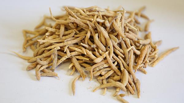 黄芪加太子参的功效