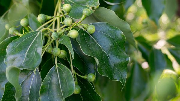 女性身体湿气重怎么调理