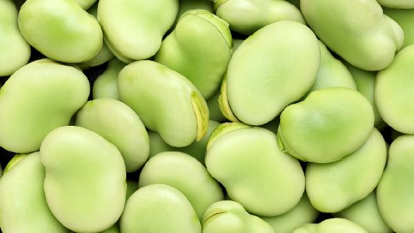 肾气虚吃什么食物调理