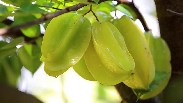 凉性食物和水果有哪些