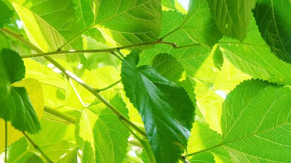 桑叶泡水喝有什么功效和作用