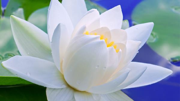 莲花清瘟胶囊的功效与作用