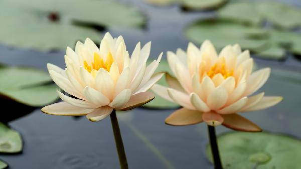 莲花清瘟胶囊的功效与作用