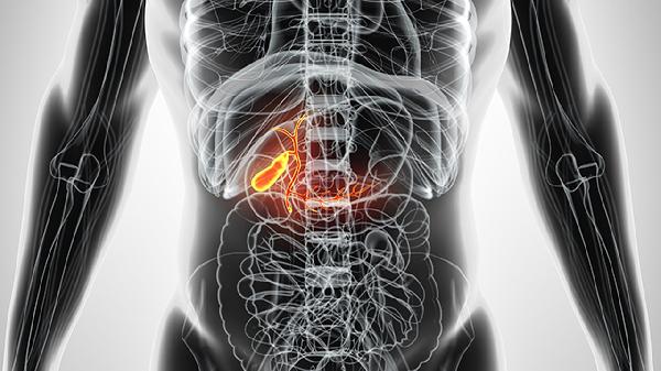 人体内脏位置结构