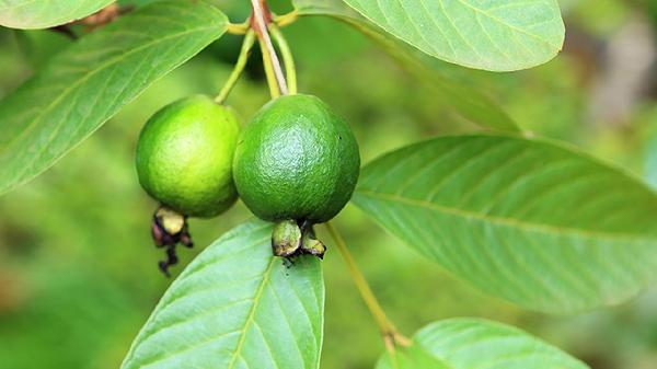 芭乐的功效与作用、禁忌和食用方法