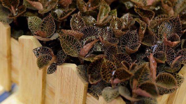 金线莲的功效作用与主治