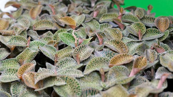 金线莲的功效作用与主治