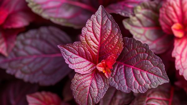 紫苏叶的功效与作用与主治