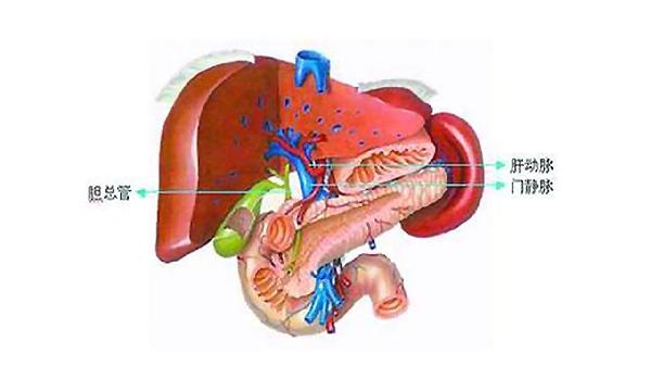 检查肝功能主要看哪几项指标