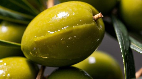 橄榄果的功效与作用