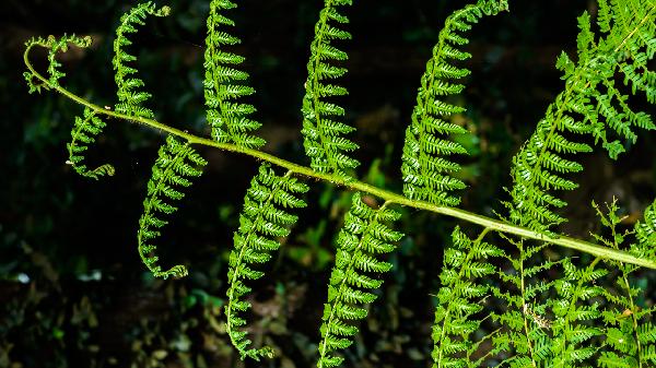 狗脊的功效与作用,狗脊的副作用