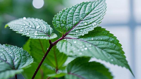 紫苏籽的作用与功效及食用方法