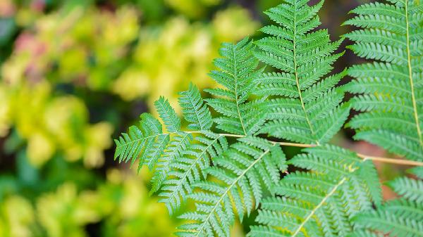 狗脊的功效与作用,狗脊的副作用