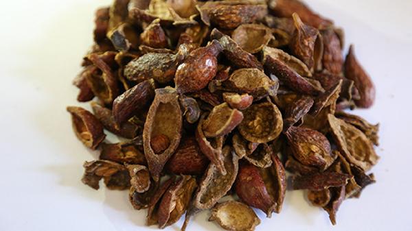 金樱子肉的功效与作用