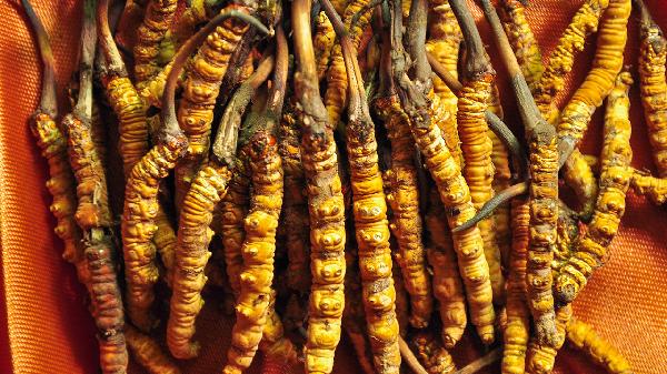 冬虫夏草功效和作用