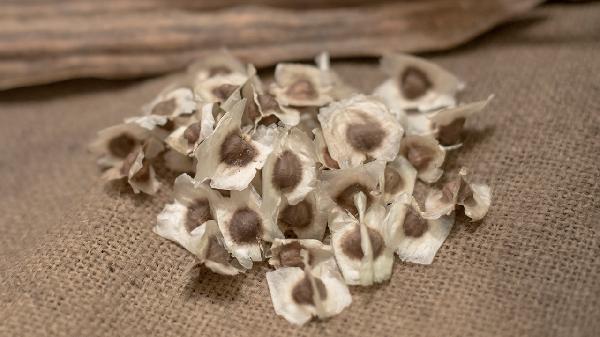 辣木籽的功效与副作用