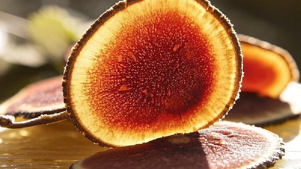 鹿茸的功效与作用是什么