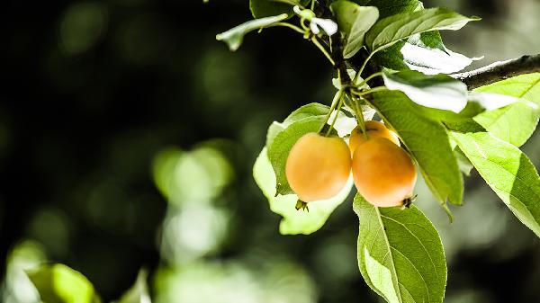 枇杷叶膏的作用都有哪些