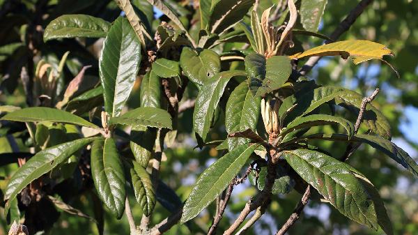 枇杷叶膏是治疗什么的