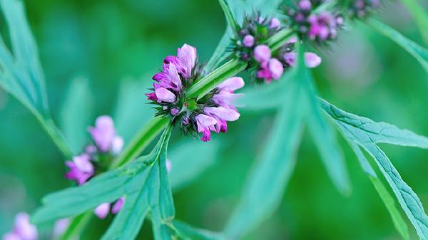 益母草颗粒的禁忌是什么