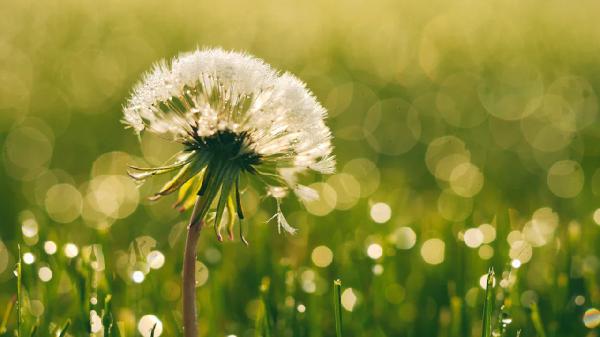 蒲公英片是治疗什么的