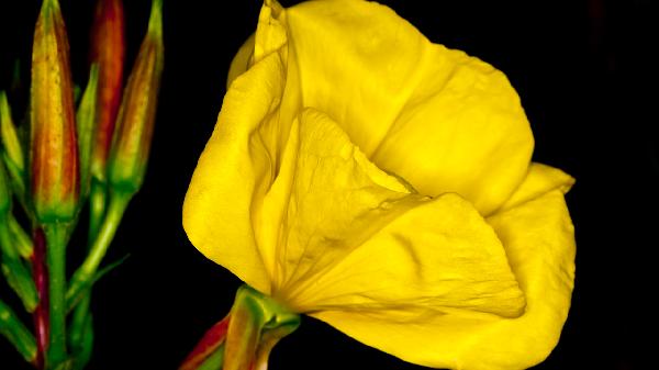 月见草油胶丸的禁忌是什么