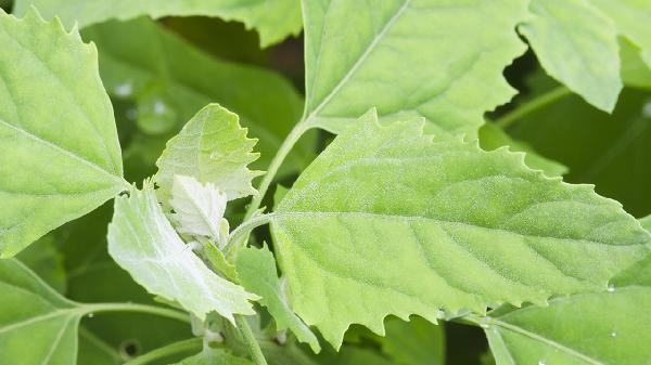 藏茵陈胶囊的成分有哪些