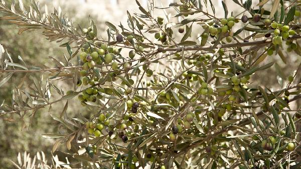 复方青橄榄利咽含片使用时需要注意什么