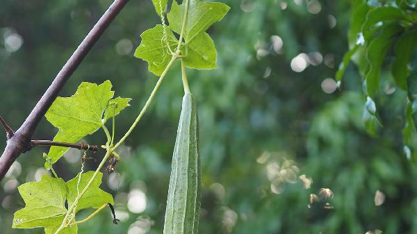 丝瓜有什么功效与作用