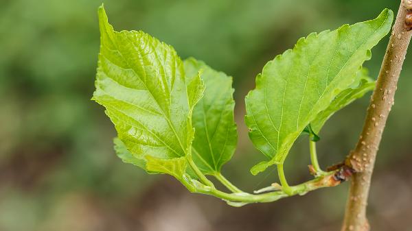 鲜桑叶的功效与作用吃法