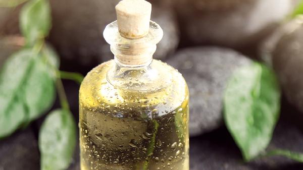 杜仲茶的功效与作用、禁忌和食用方法