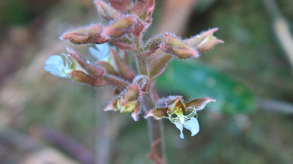 金线莲有哪些作用和功效