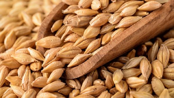 麦芽回奶有副作用吗