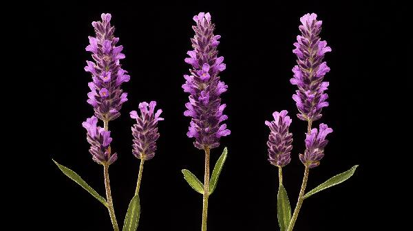 马鞭草的功效与作用