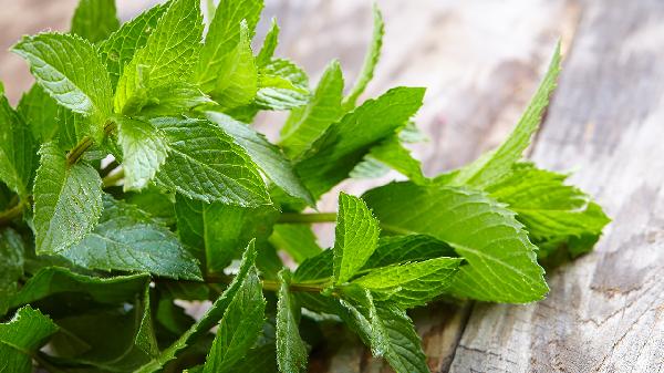 薄荷叶的功效与作用有哪些